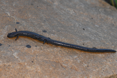 Greenhorn Mountains Slender Salamander, Batrachoseps altasierrae