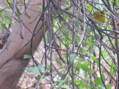 Cardellina pusilla