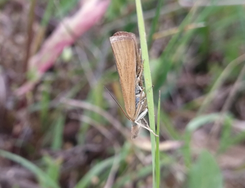 trávovec hlinožltý (Pediasia luteella)