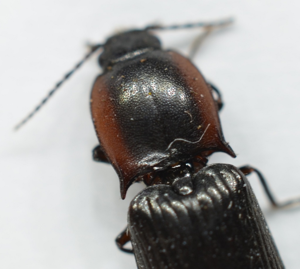 Selatosomus nigricans