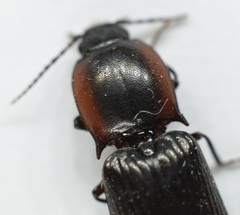 Selatosomus nigricans