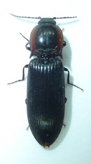 Selatosomus nigricans
