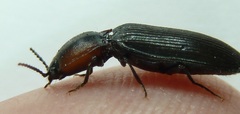 Selatosomus nigricans