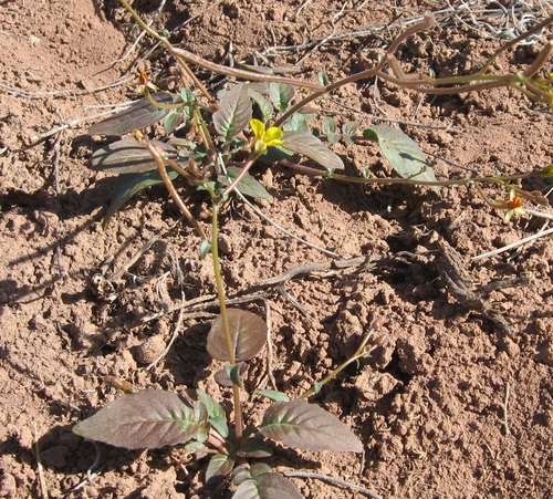 Baird's Evening-primrose (Camissonia bairdii)