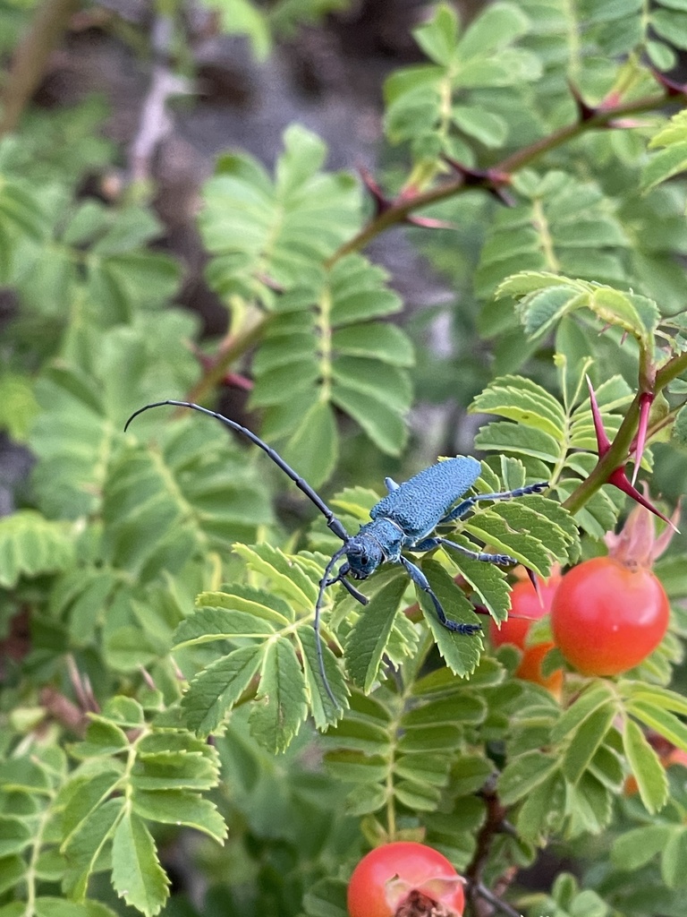 Monochamus millegranus