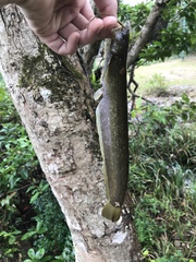 Pterocryptis anomala