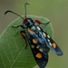 Goldspot Burnet - Photo (c) Wynand Uys, some rights reserved (CC BY), uploaded by Wynand Uys