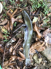 Pterocryptis anomala