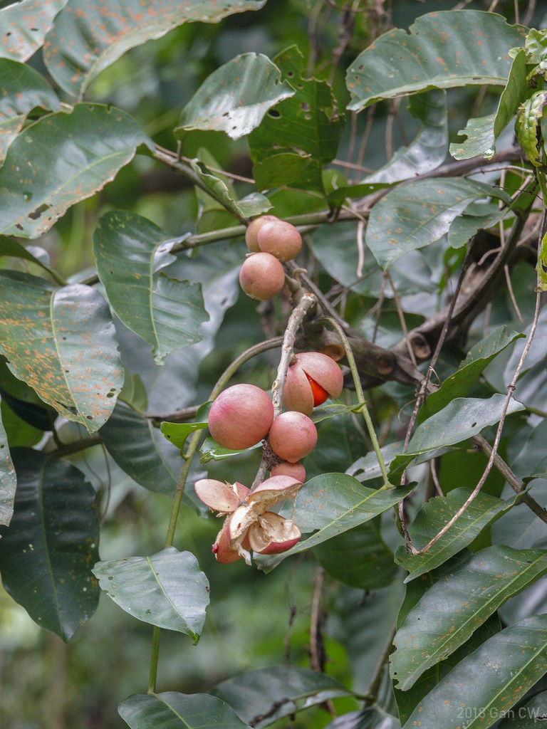 pithraj tree