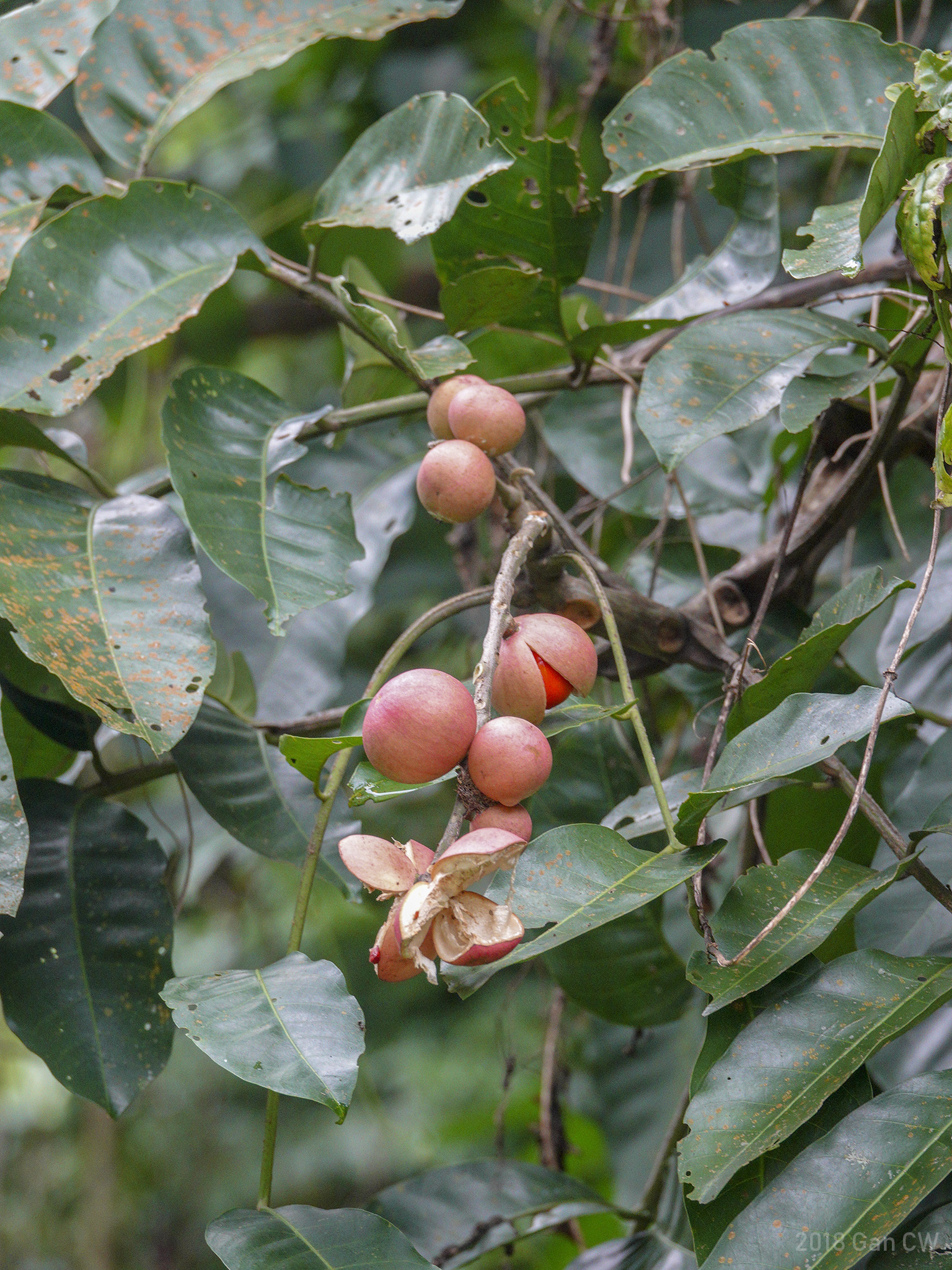 Aphanamixis polystachya