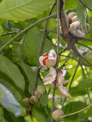 Aphanamixis polystachya