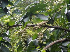 Aphanamixis polystachya