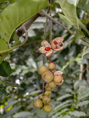 Aphanamixis polystachya