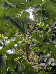 Aphanamixis polystachya