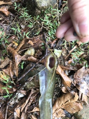 Pterocryptis anomala