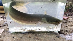 Pterocryptis anomala