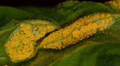 Puccinia violae