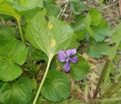 Puccinia violae