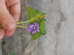 Puccinia violae