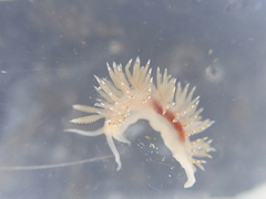 Apata pricei