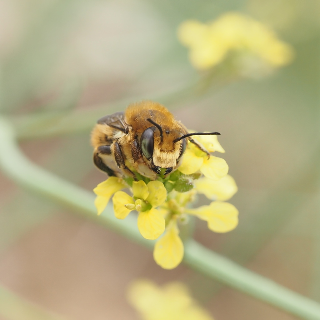 Coast Leafcutter Bee