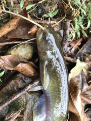 Pterocryptis anomala