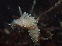 Apata pricei
