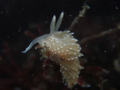 Apata pricei