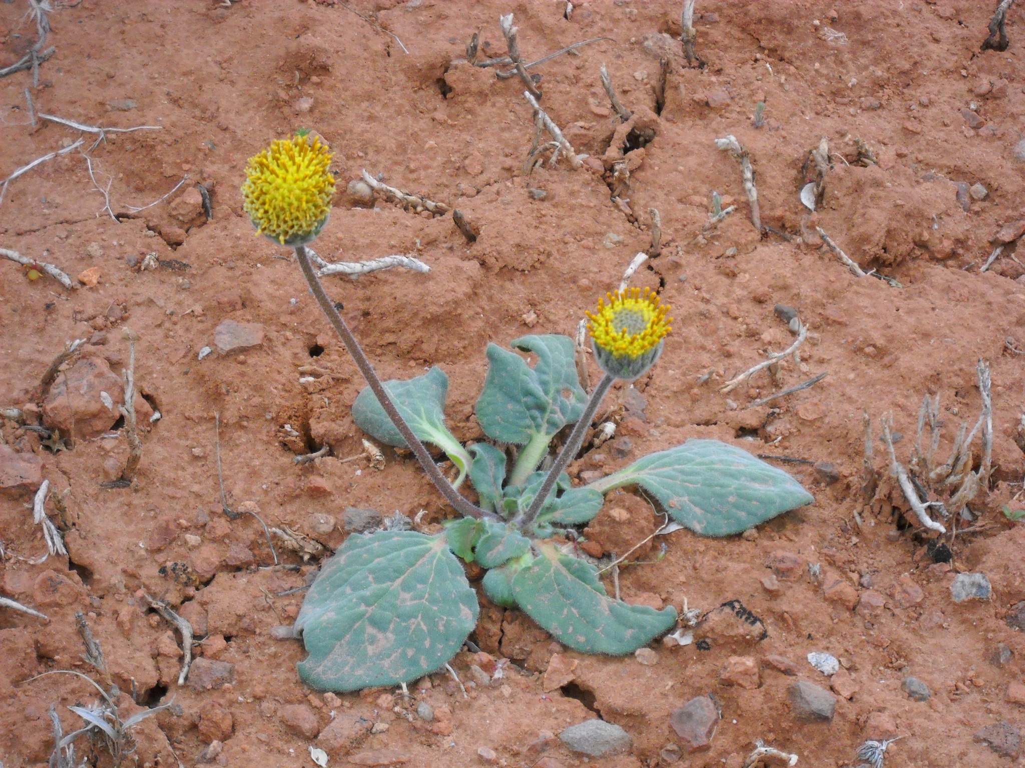 Encelia nutans