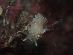 Apata pricei