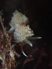 Apata pricei