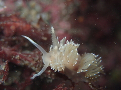 Apata pricei