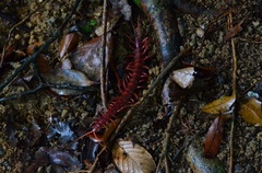 Scolopendra dehaani