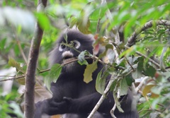 Trachypithecus obscurus halonifer