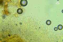 Lyomyces juniperi