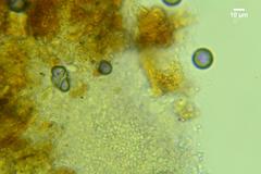 Lyomyces juniperi