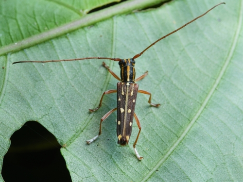 Glenea diverselineata, 2023-04-18