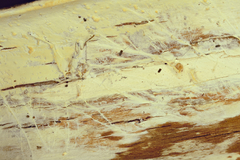 Phanerochaete tuberculata