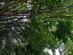 Phanerochaete tuberculata