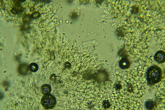 Phanerochaete tuberculata