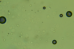 Phanerochaete tuberculata