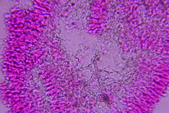 Phanerochaete tuberculata