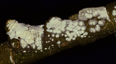 Lyomyces sambuci