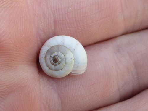 Xeropicta derbentina, 30130 Pont-Saint-Esprit, France, photo 10 of 10