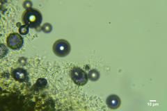 Lyomyces sambuci