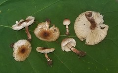 Lepiota lilacea