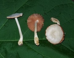 Volvariella pusilla