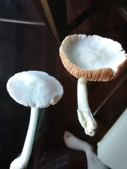 Volvariella pusilla
