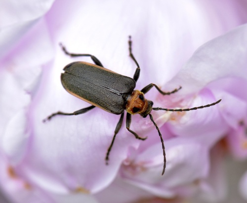 Double-lined Longhorn Beetle photo 4