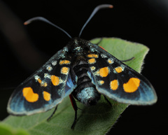 Arniocera auriguttata